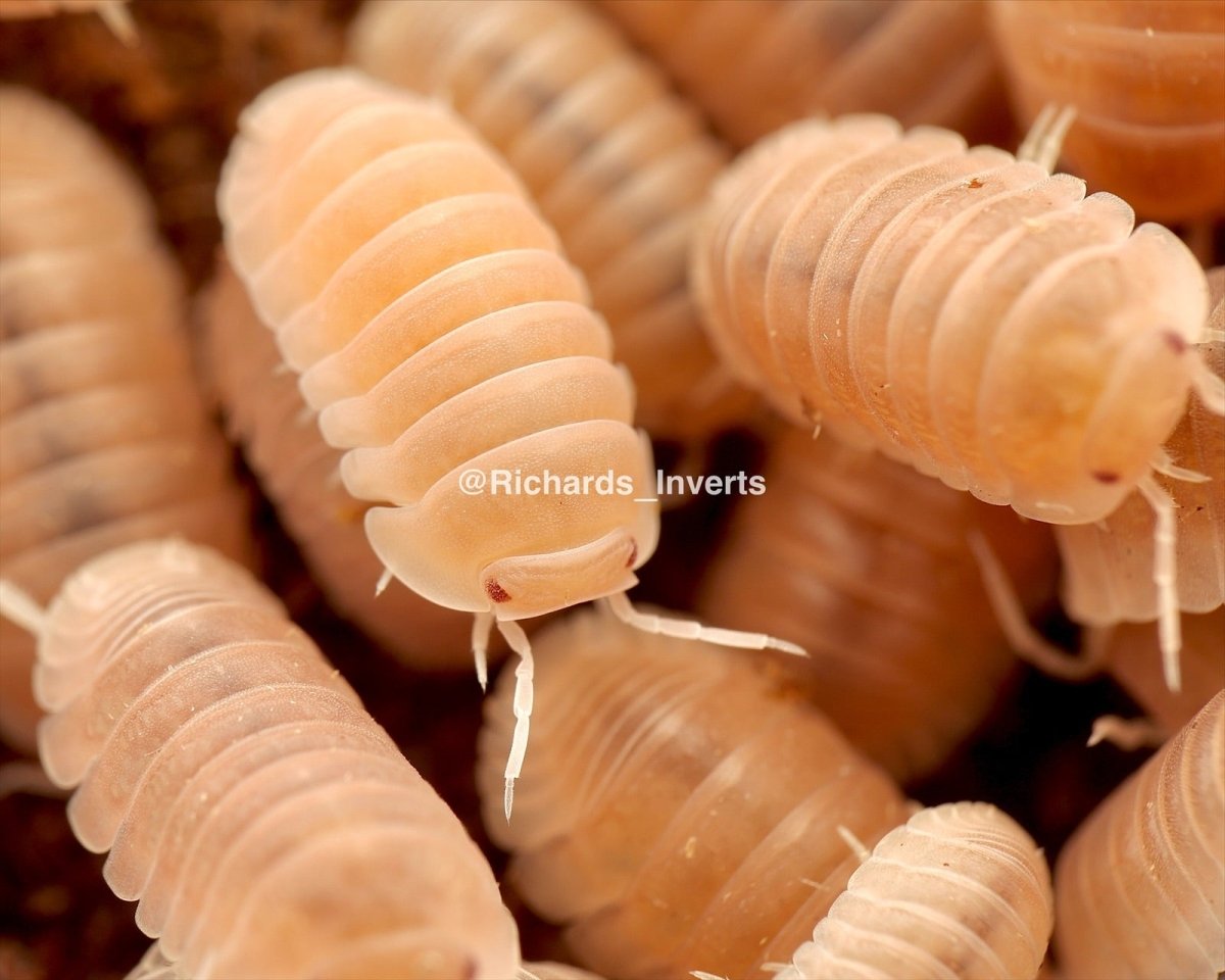 Papaya Isopod, (Cubaris murina "Papaya") - Richard’s Inverts