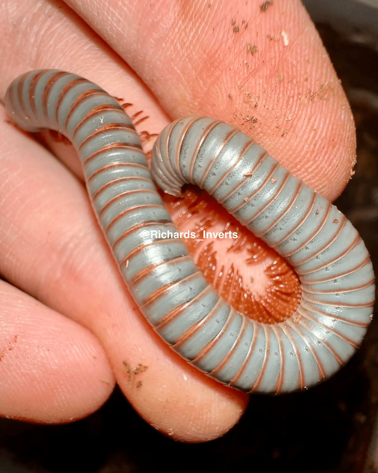 Pastel Blue Millipede, (Atopochetus sp. "Pastel Blue") - Richard’s Inverts