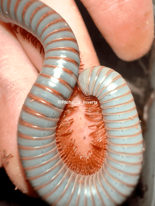 Pastel Blue Millipede, (Atopochetus sp. "Pastel Blue") - Richard’s Inverts