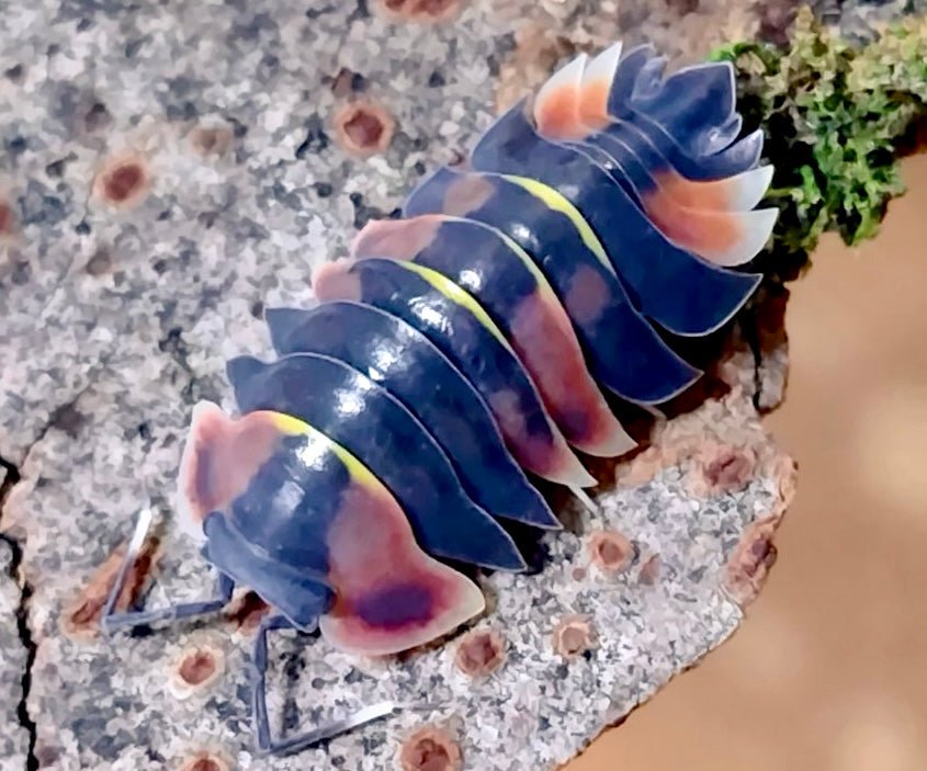 Pastel Isopod, (Merulanella sp. "Pastel") - Richard’s Inverts