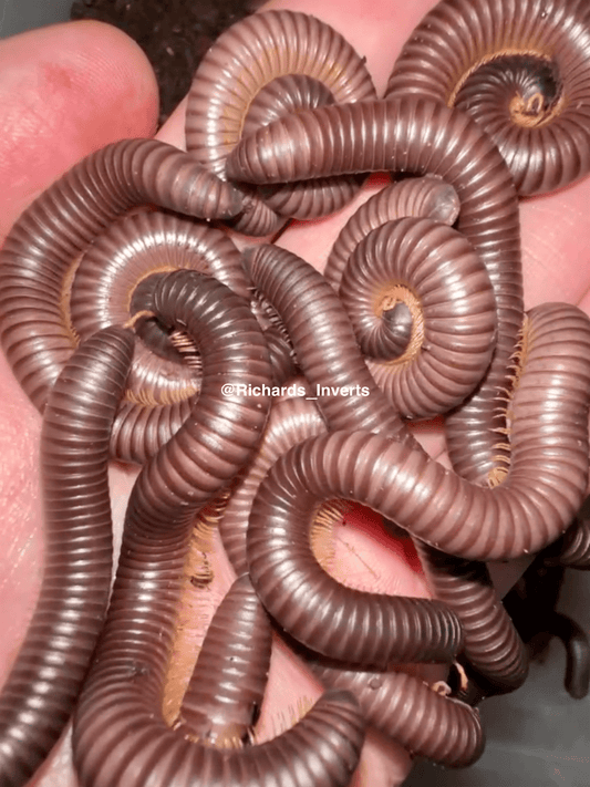 Peach Millipede, (Zinophora sp. "Peach") - Richard’s Inverts