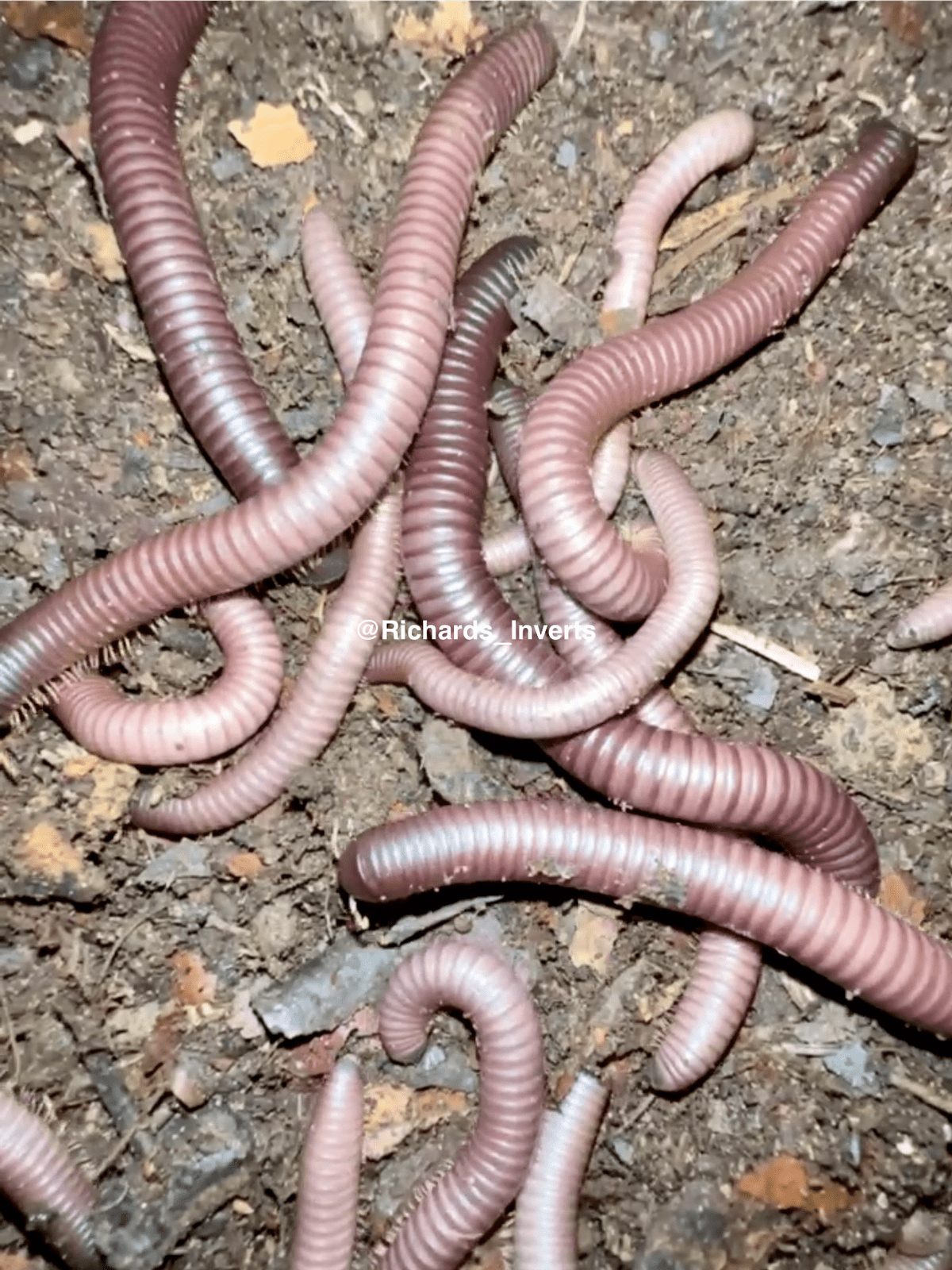 Peach Millipede, (Zinophora sp. "Peach") - Richard’s Inverts