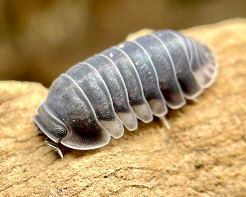 Penguin Isopod, (Cubaris sp. "Penguin") - Richard’s Inverts