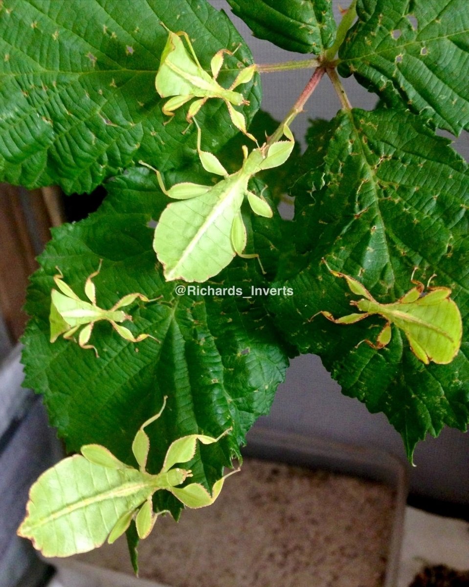 Philippine Leaf Insect, (Phyllium philippinicum) - Richard’s Inverts