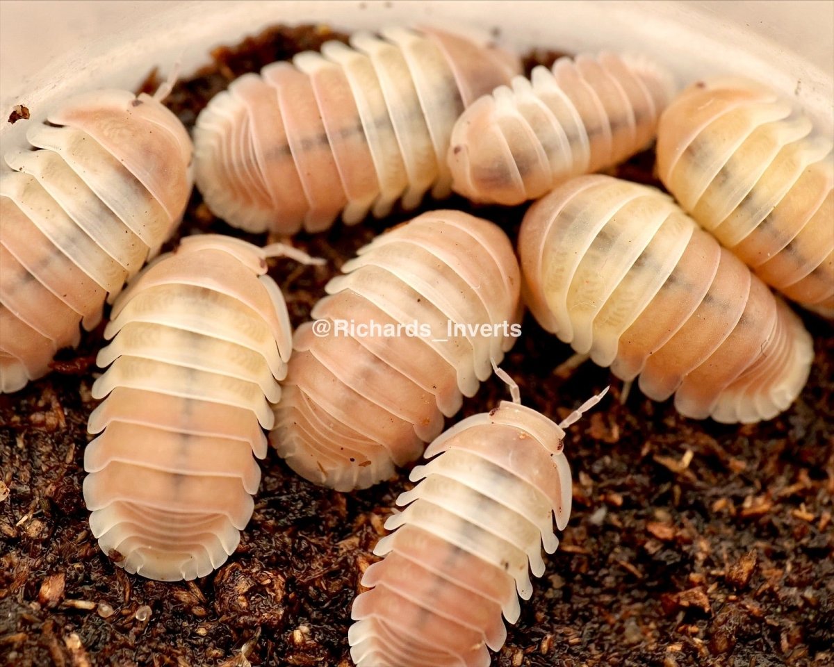 Pink Panda King Isopod, (Cubaris sp. "Pink Panda King") - Richard’s Inverts