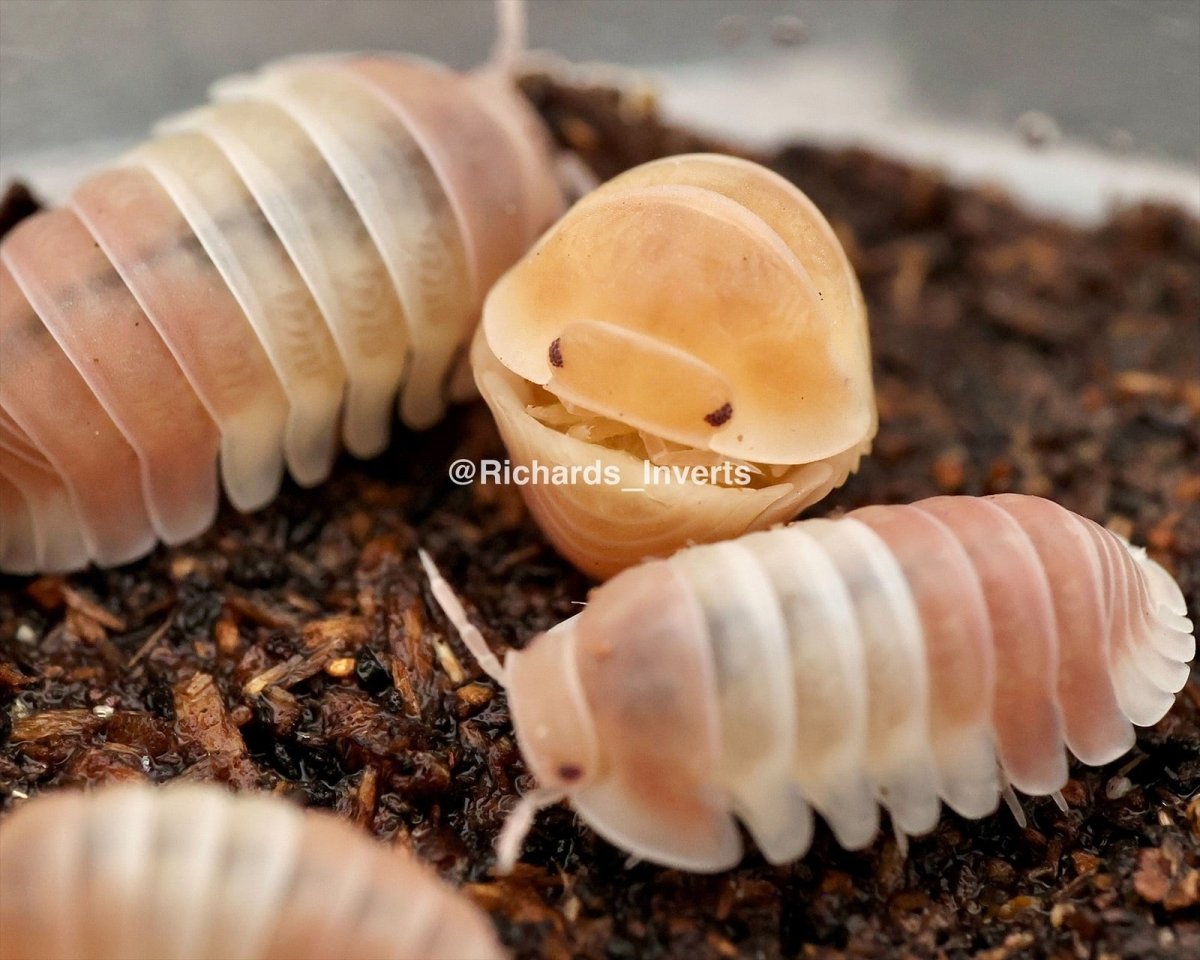 Pink Panda King Isopod, (Cubaris sp. "Pink Panda King") - Richard’s Inverts