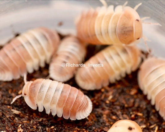 Pink Panda King Isopod, (Cubaris sp. "Pink Panda King") - Richard’s Inverts