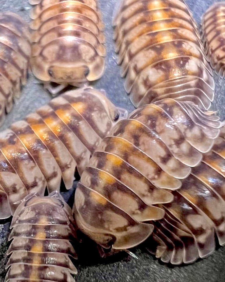 Piphun Tiger Isopod, (Cubaris sp. "Phipun Tiger") - Richard’s Inverts