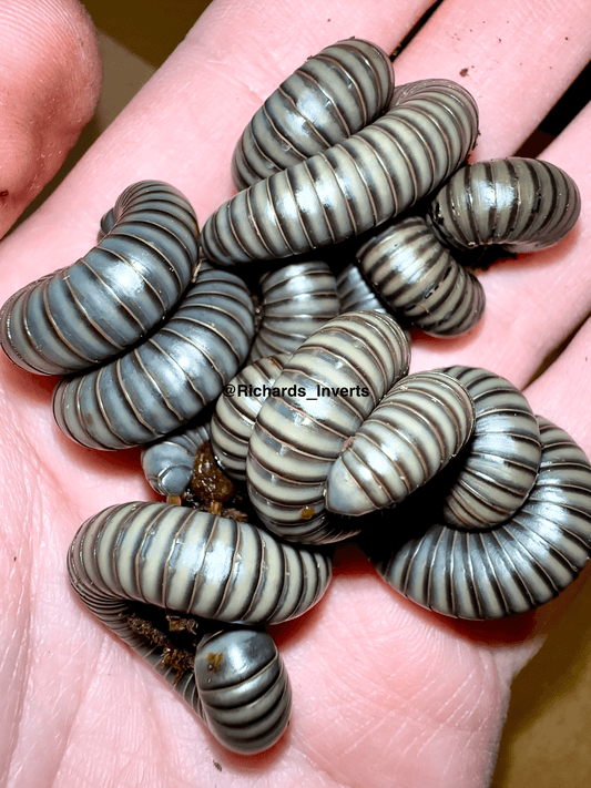 Platinum Millipede, (Salpidobolus sp. "Irian Jaya") - Richard’s Inverts