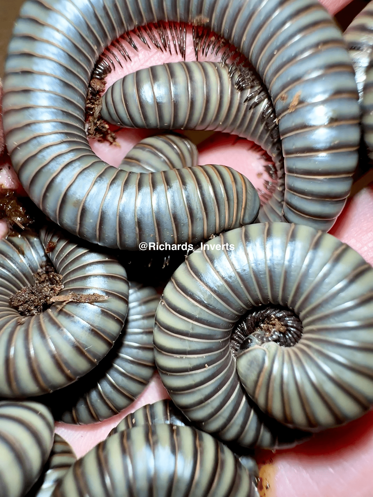 Platinum Millipede, (Salpidobolus sp. "Irian Jaya") - Richard’s Inverts
