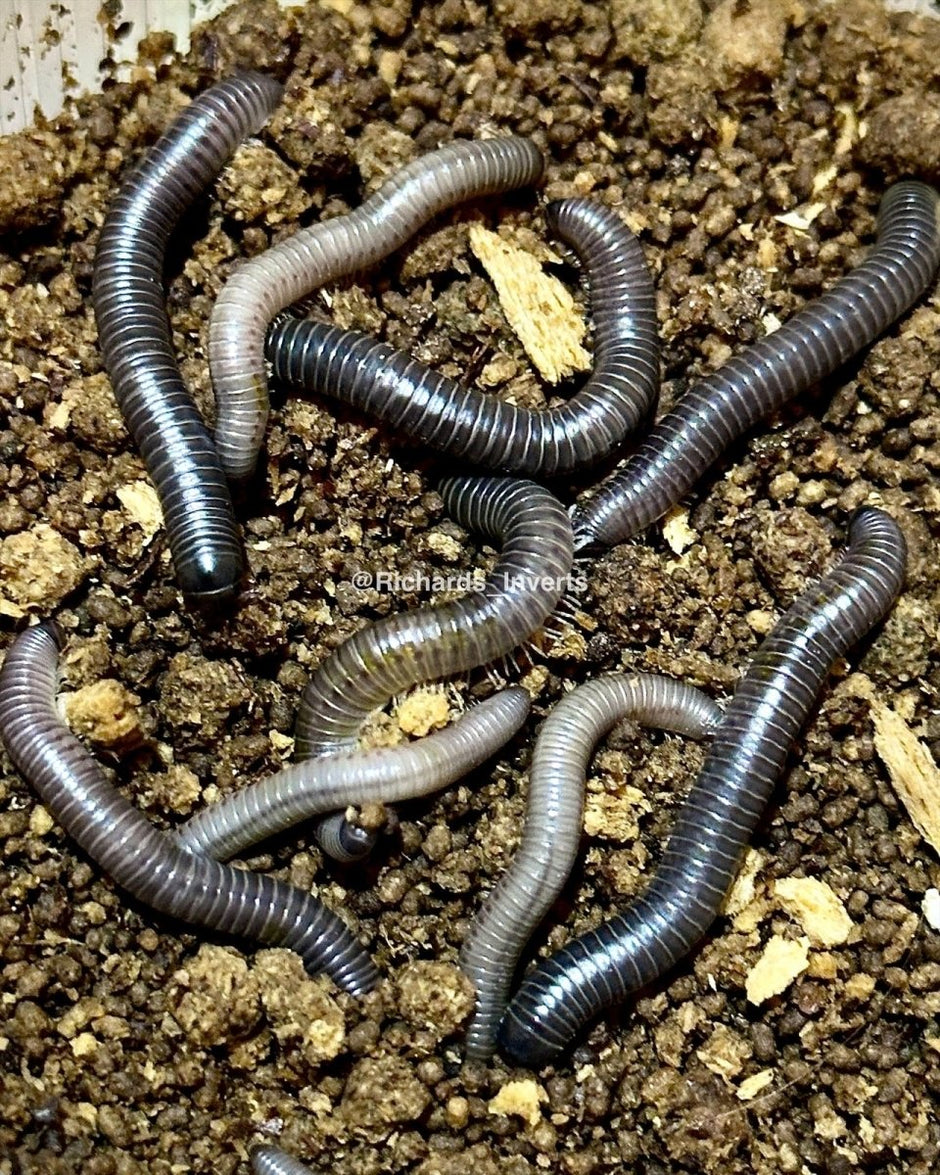 Millipedes & Centipedes For Sale UK Richard