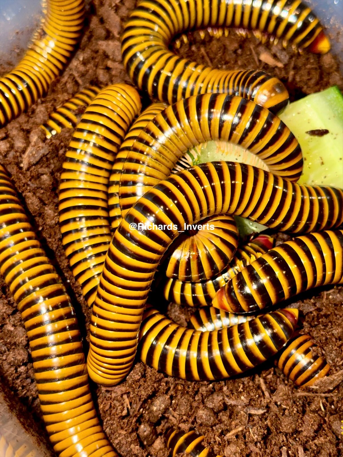 ⨂ Porcelain Tiger Millipede, (Salpidobolus sp. "Porcelain Tiger") - Richard’s Inverts