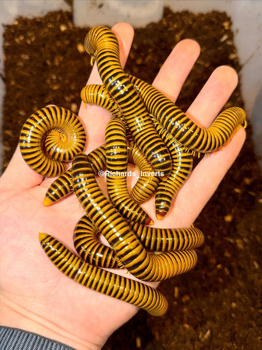 ⨂ Porcelain Tiger Millipede, (Salpidobolus sp. "Porcelain Tiger") - Richard’s Inverts
