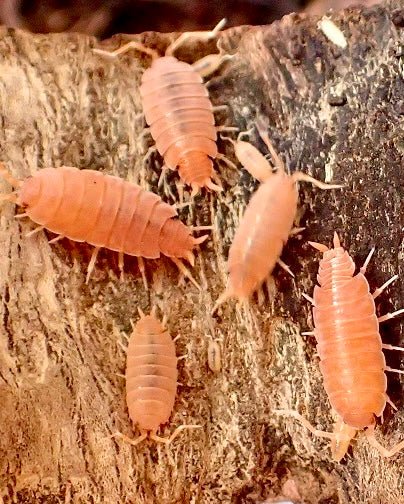 Powder Orange Isopod, (Porcellionides pruinosus) - Richard’s Inverts