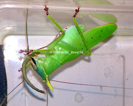 Predatory Unicorn Katydid, (Copiphora cornuta) - Richard’s Inverts