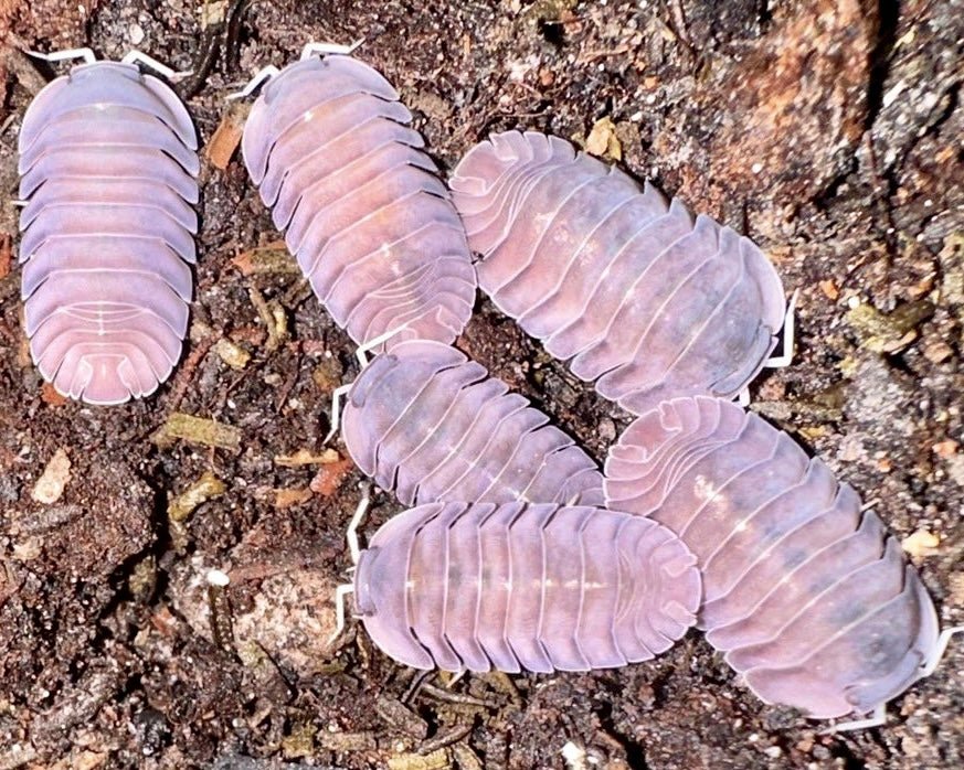 Purple Giant Isopods For Sale | Richard's Inverts