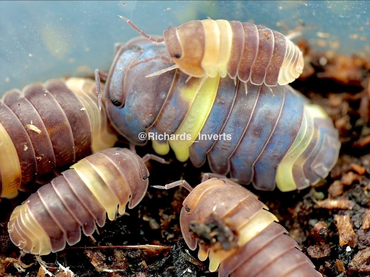 R13 Ducky Isopod, (Cubaris sp. "R13 Ducky") - Richard’s Inverts