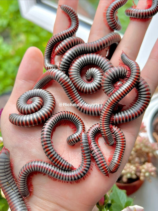 ⨂ Rainbow Millipede, (Atopochetus dollfusii) - Richard’s Inverts