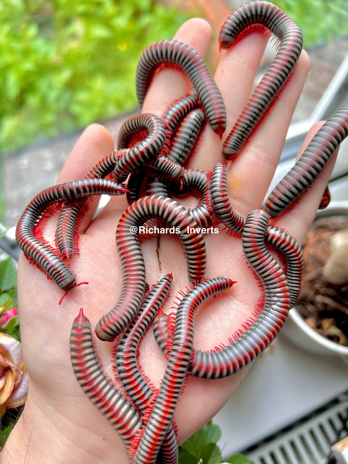 ⨂ Rainbow Millipede, (Atopochetus dollfusii) - Richard’s Inverts