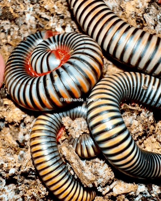 Rainbow Millipede, (Litostrophus segregatus) - Richard’s Inverts