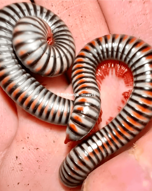 Rainbow Millipede, (Litostrophus segregatus) - Richard’s Inverts