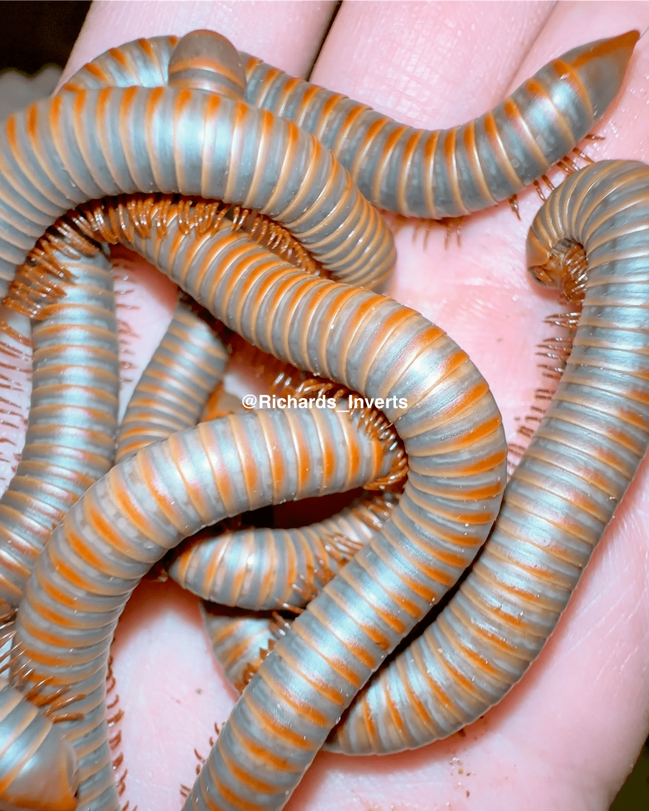 ⨂ Red Back Rainbow Millipede, (Atopochetus sp. "Red Back") - Richard’s Inverts
