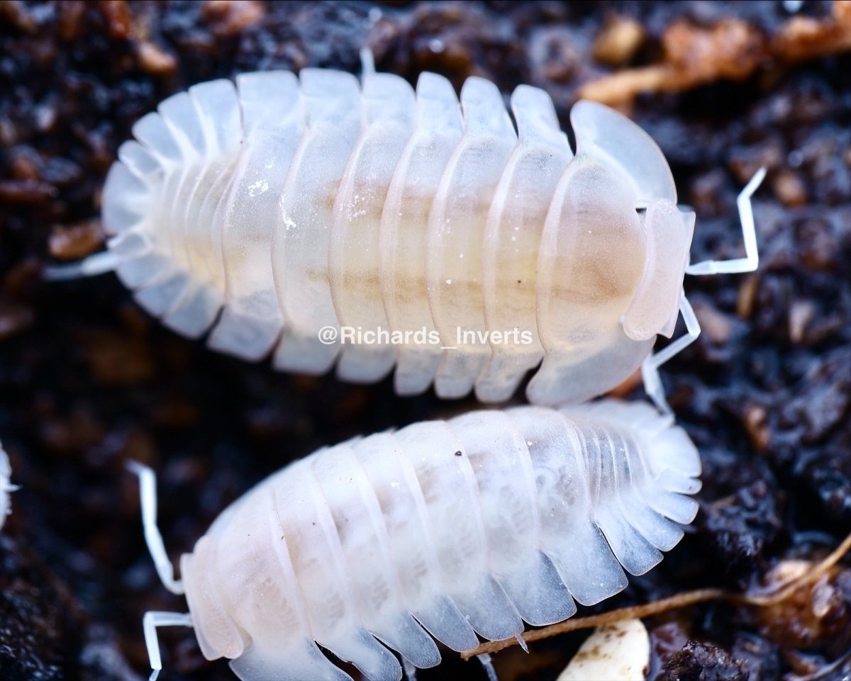 Red Edge Isopod "Yeti", (Cubaris sp. "Red Edge, Yeti") - Richard’s Inverts