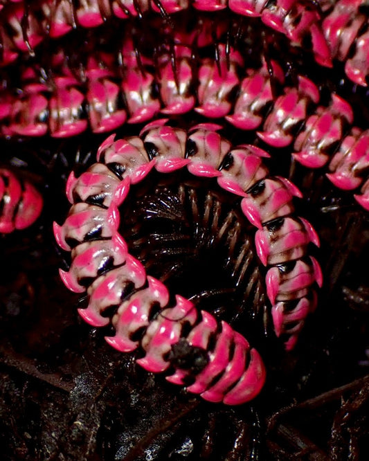 Red Flatback Millipede, (Antheromorpha uncinata) - Richard’s Inverts