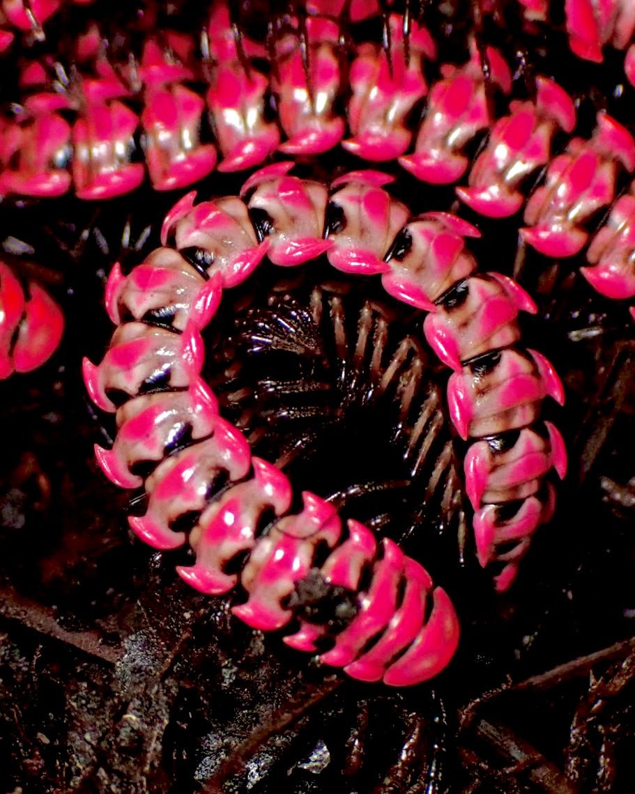 Red Flatback Millipede, (Antheromorpha uncinata) - Richard’s Inverts