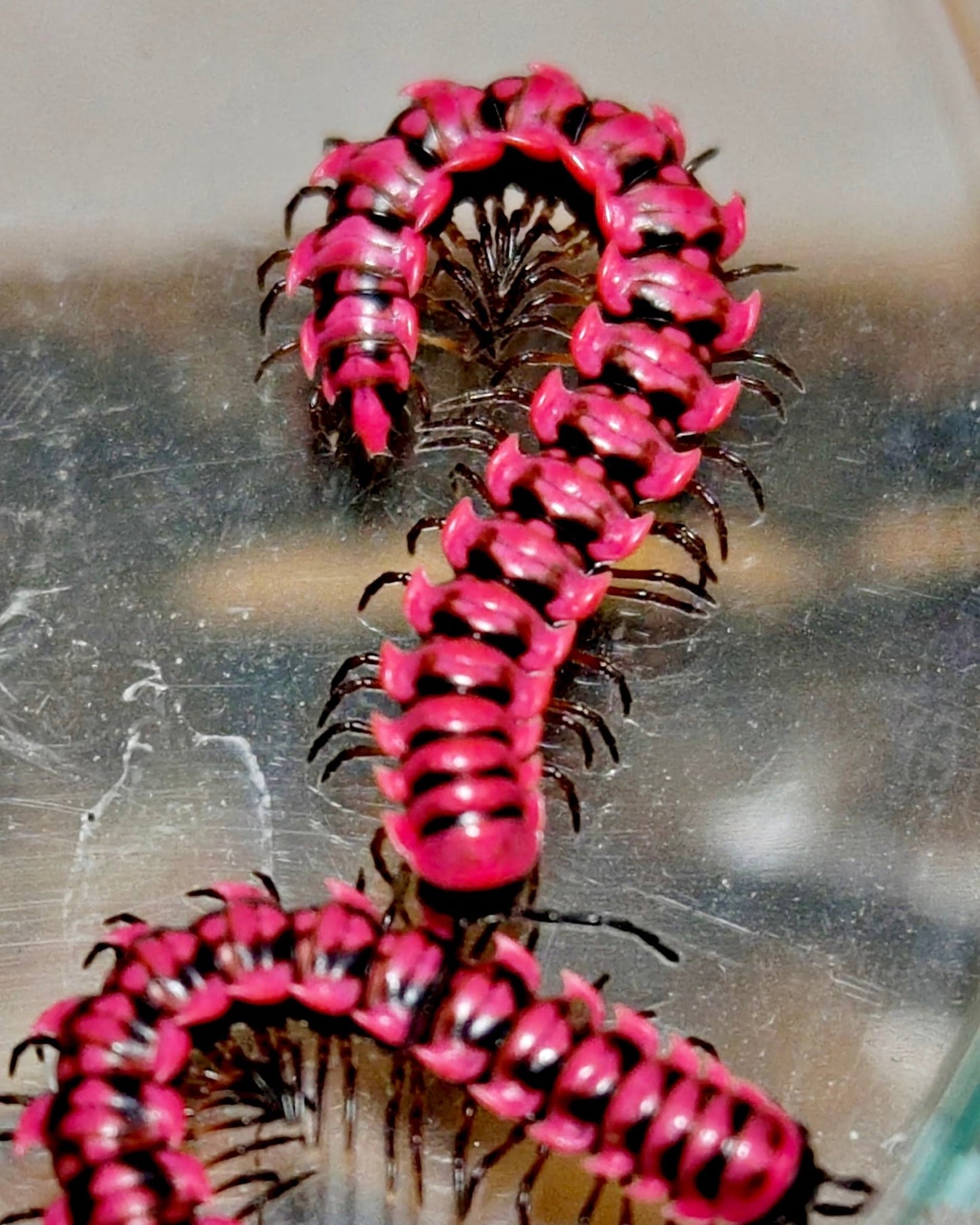 Red Flatback Millipede, (Antheromorpha uncinata) - Richard’s Inverts