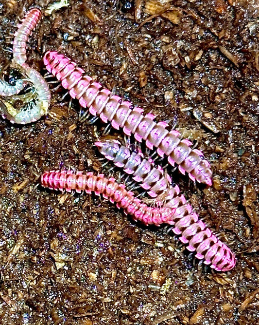 Red Flatback Millipede, (Antheromorpha uncinata) - Richard’s Inverts