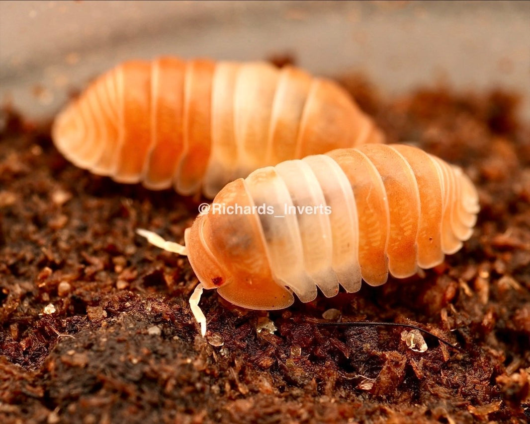 Exotic Isopods For Sale UK | Richard's Inverts Translation missing: en ...