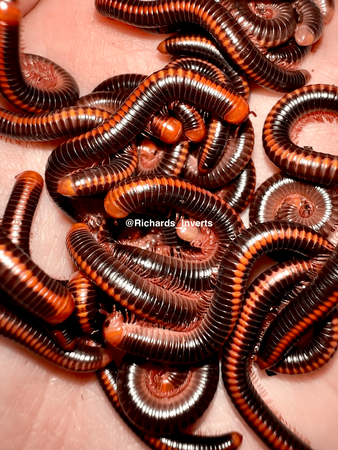 Red Spined Millipede, (Xenobolus carnifex) - Richard’s Inverts