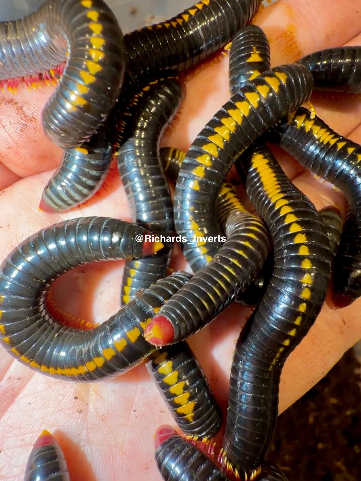 Red Tail Avatar Millipede, (Salpidobolus sp. "Red Tail Avatar") - Richard’s Inverts