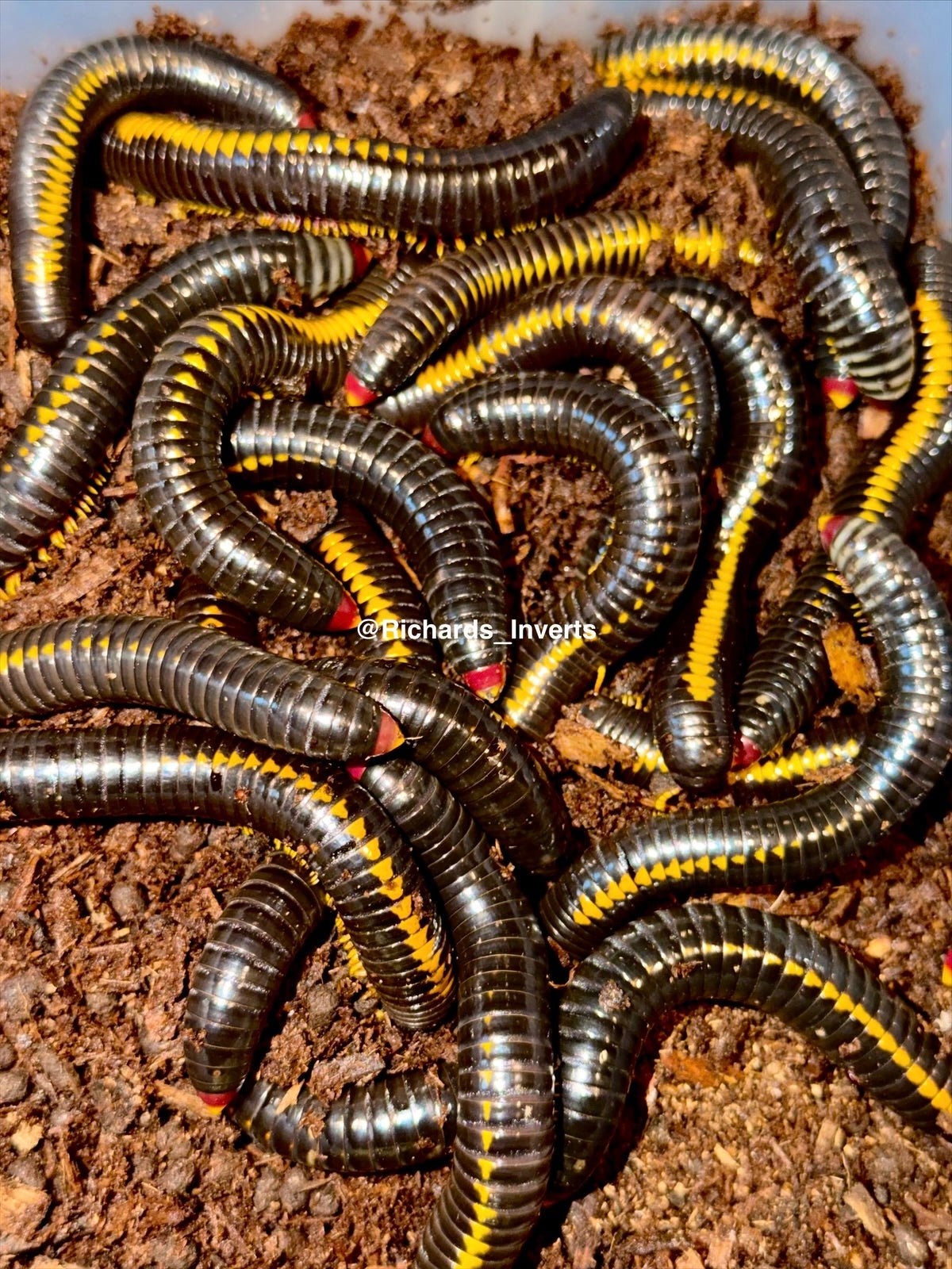 Red Tail Avatar Millipede, (Salpidobolus sp. "Red Tail Avatar") - Richard’s Inverts