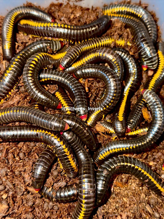 Red Tail Avatar Millipede, (Salpidobolus sp. "Red Tail Avatar") - Richard’s Inverts