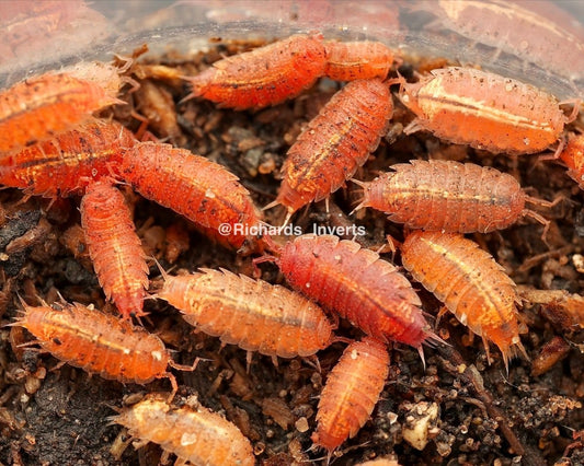 Rosy Pink Isopod, (Androniscus dentiger) - Richard’s Inverts