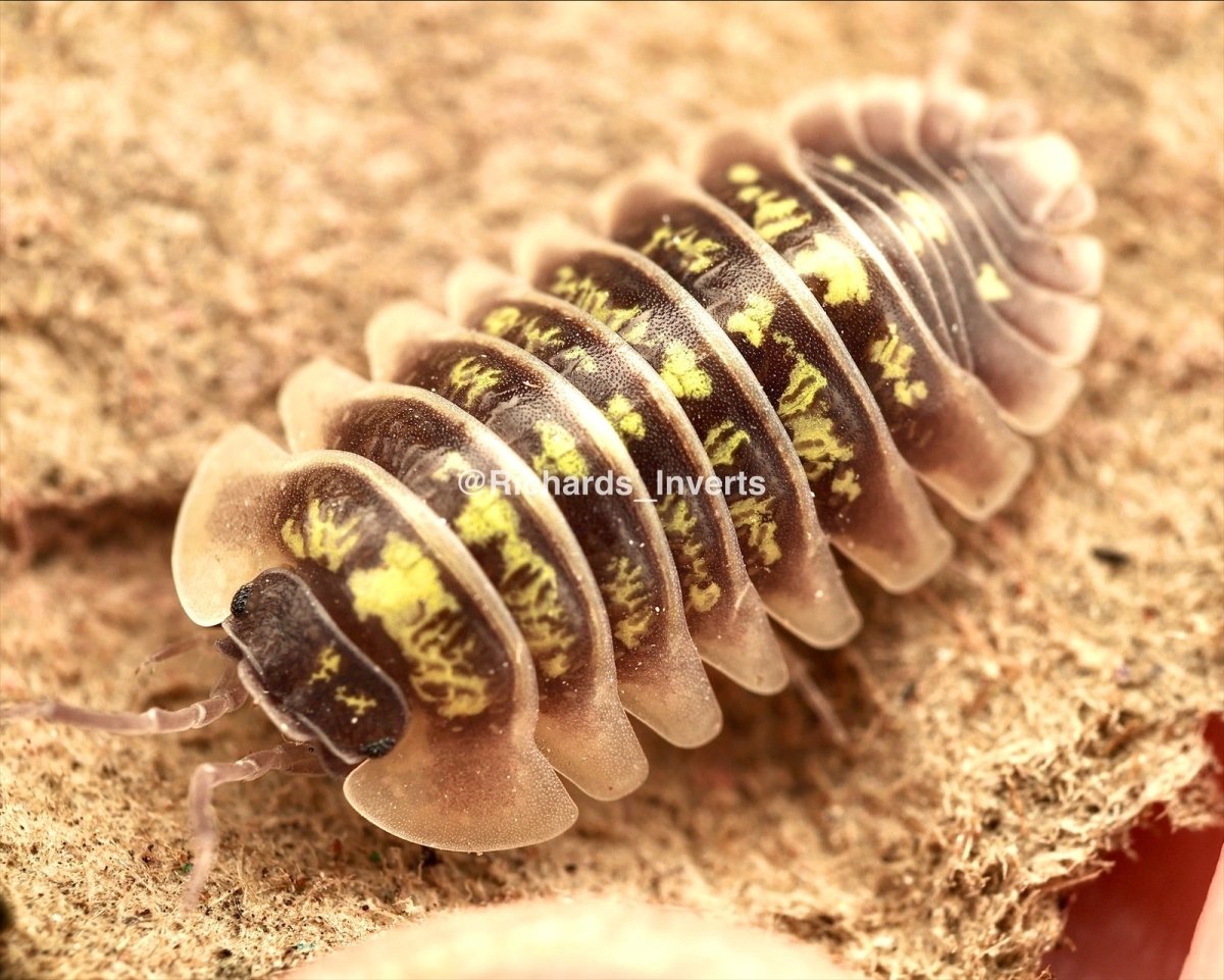 Exotic Isopods For Sale UK | Richard's Inverts Translation missing: en ...
