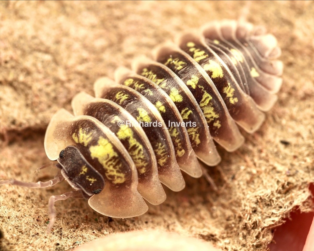 Ruffoi Isopod "Bright", (Armadillidium ruffoi) - Richard’s Inverts