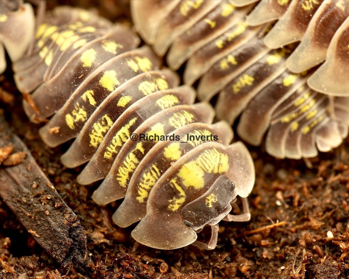 Ruffoi Isopod "Bright", (Armadillidium ruffoi) - Richard’s Inverts