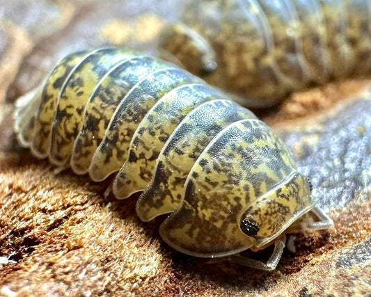 Sabah Gold Flake Isopod, (Filippinodillo sp. "Sabah") - Richard’s Inverts