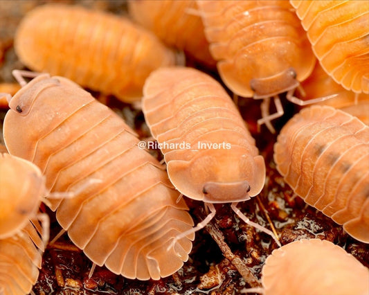 Salmon Isopod, (Cubaris sp. "Salmon, Martinique") - Richard’s Inverts