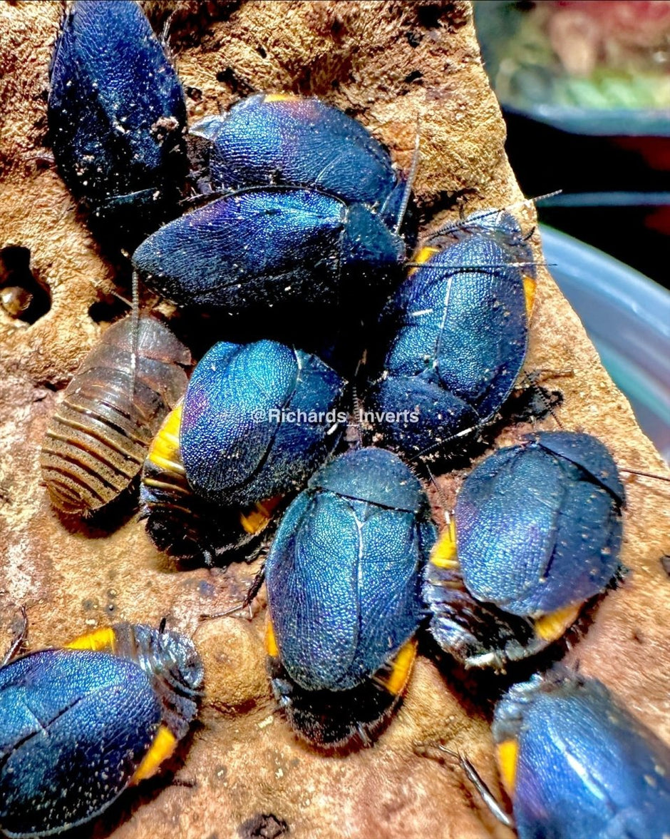 Cockroaches For Sale UK | Richard's Inverts