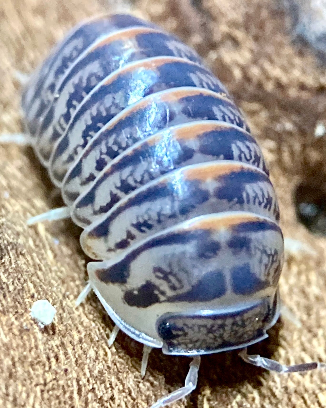 Seal Isopod, (Cubaris sp. "Seal") - Richard’s Inverts