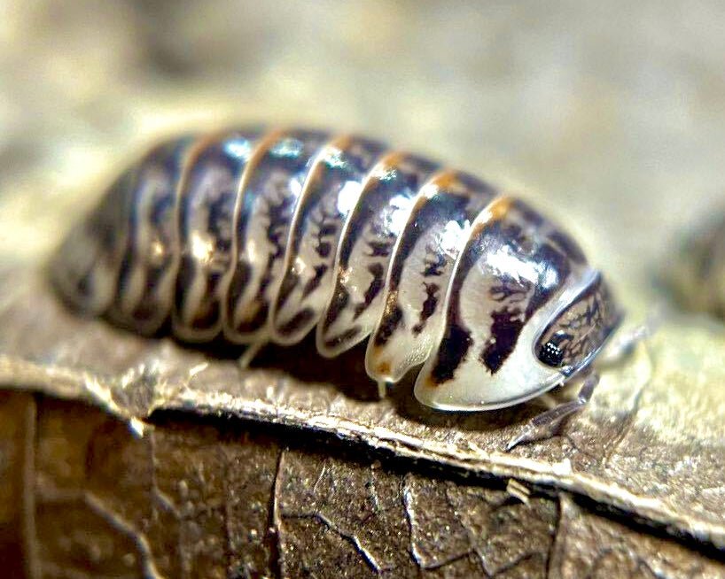 Seal Isopod, (Cubaris sp. "Seal") - Richard’s Inverts