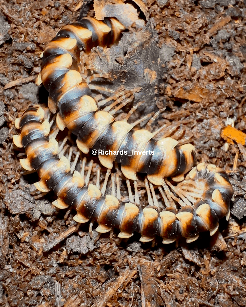 ⨂ Serrated Dragon Millipede, (Orthomorpha lauta) - Richard’s Inverts