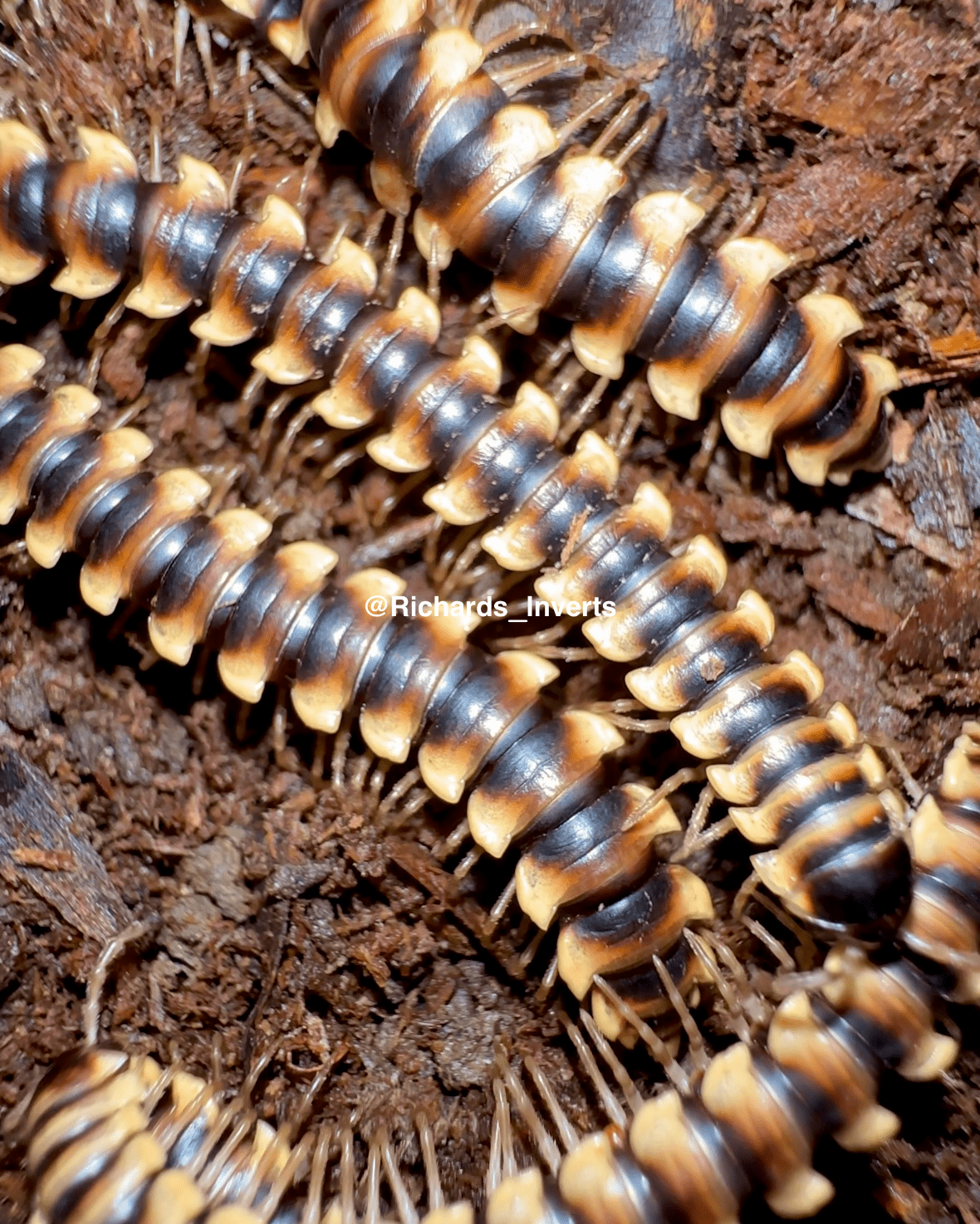 ⨂ Serrated Dragon Millipede, (Orthomorpha lauta) - Richard’s Inverts