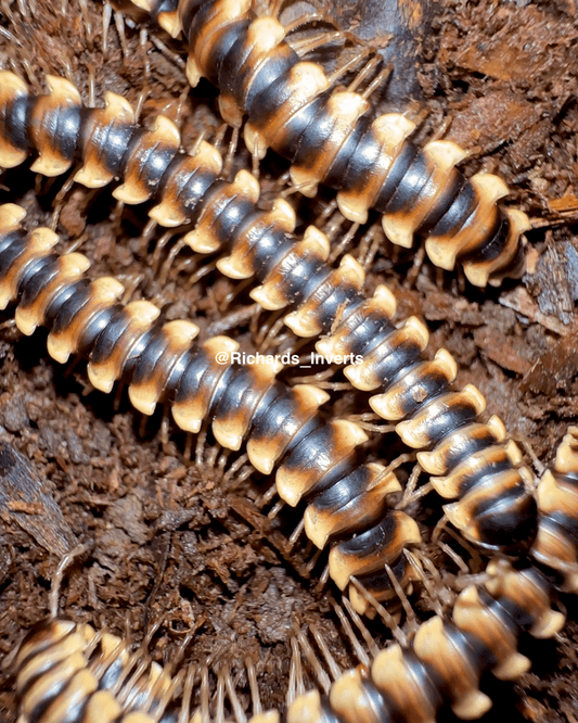 ⨂ Serrated Dragon Millipede, (Orthomorpha lauta) - Richard’s Inverts