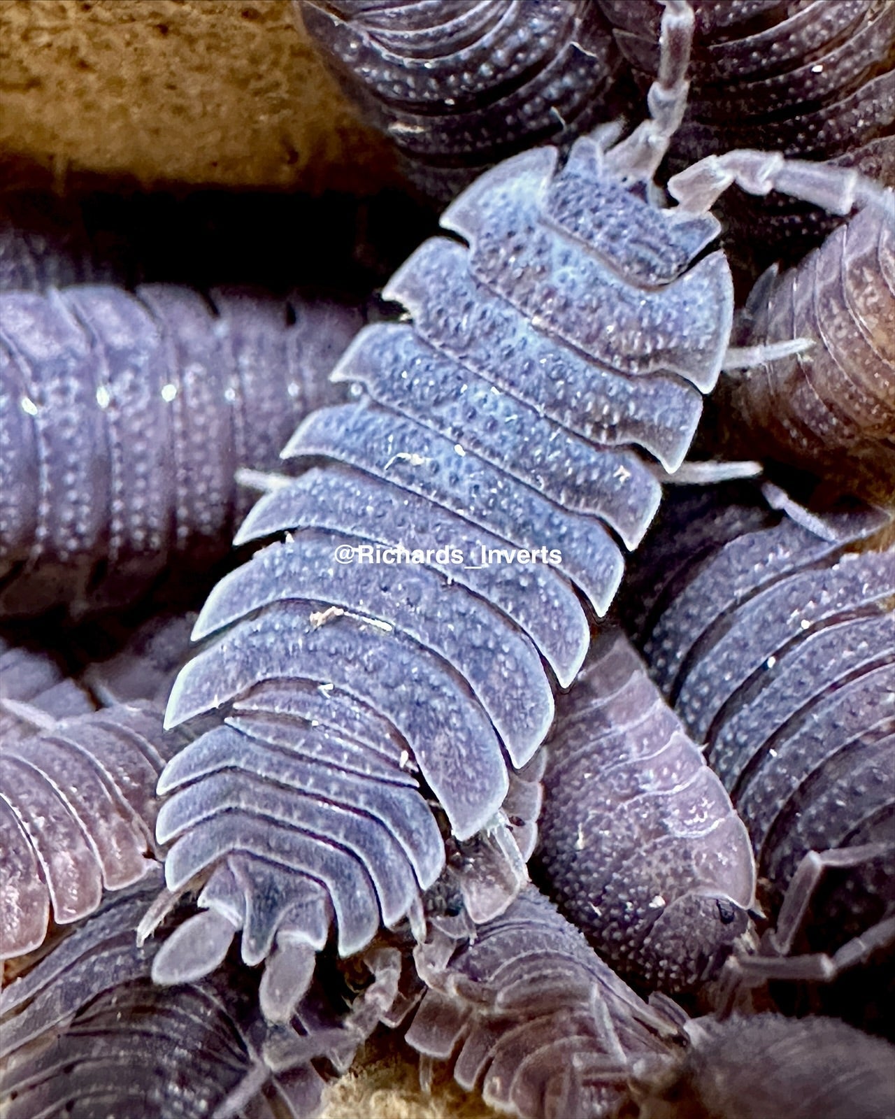 Shark Skin Isopod, (Porcellio echinatus) - Richard’s Inverts