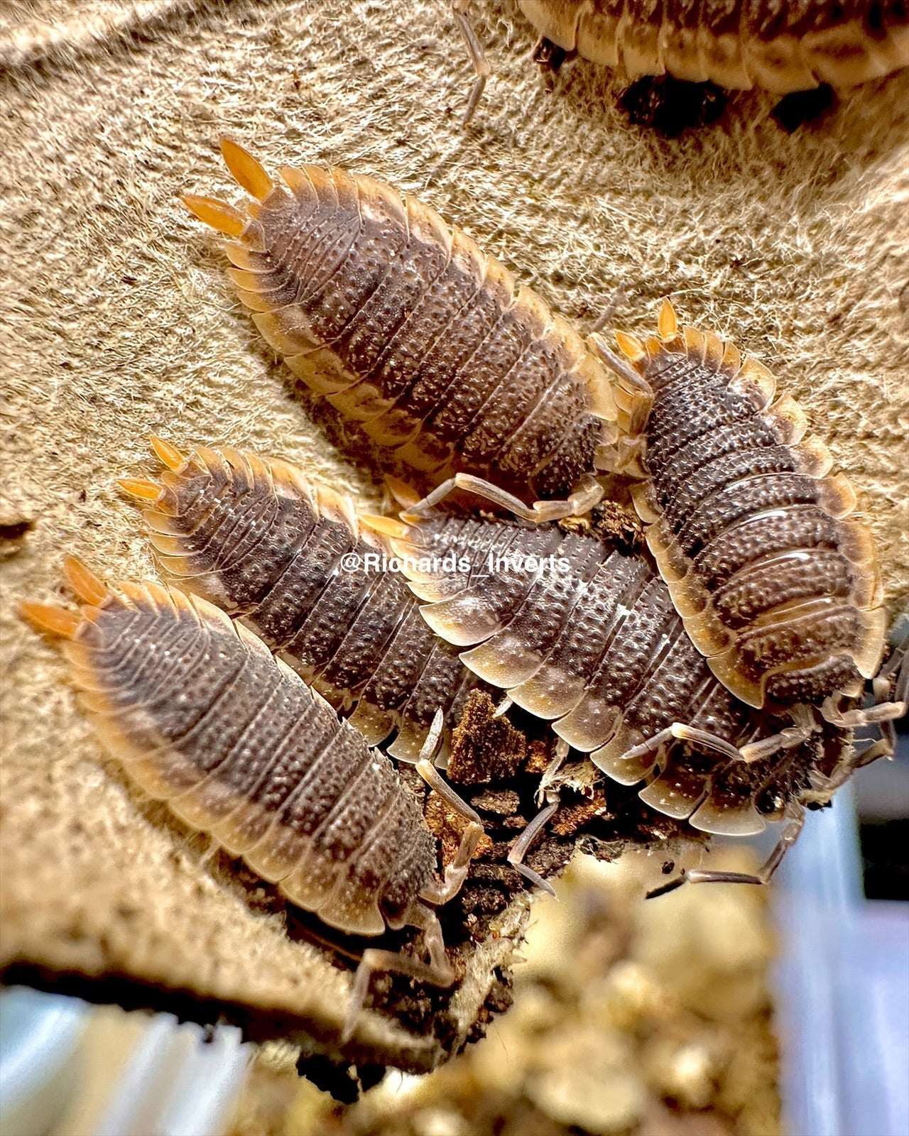 Shark Skin Isopod 'Red Skirt', (Porcellio echinatus) - Richard’s Inverts